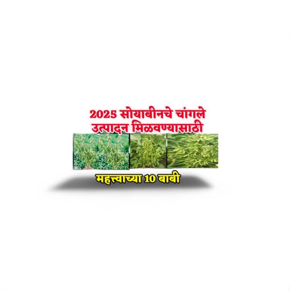Soyabin Lagwad 2025 - Image 2